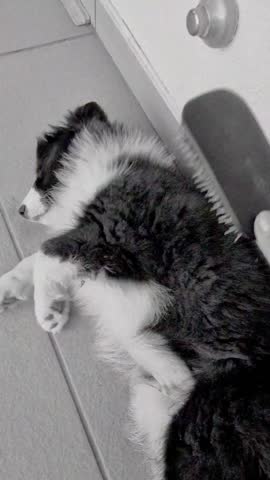 A border collie puppy is lying on the tile, being brushed. Vertical black and white frame, hand in frame, close-up.