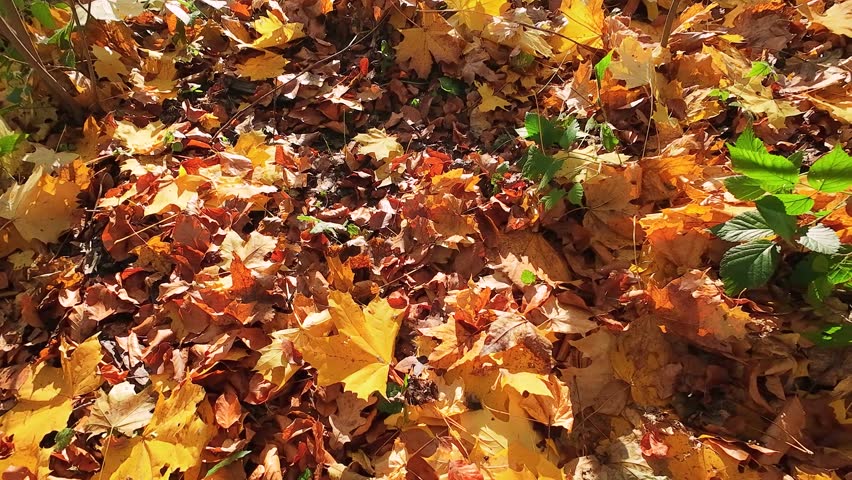 Close-up of vibrant yellow-orange fallen maple leaves on the ground filmed in backlit sunlight in an autumn deciduous forest. Some of the leaves lie on an old tree stump covered with moss.
