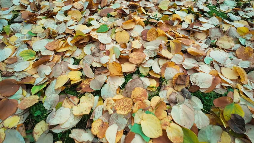 Golden and brown autumn leaves covering the ground. A beautiful natural carpet of fall foliage.