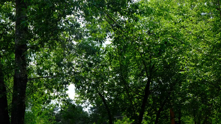 Teenage girl nestled on swing finds solace in the empty park, savours moment of unhurried day. Summer vacations, brightly lit by sunlight and set against a backdrop of lush green trees and sky.