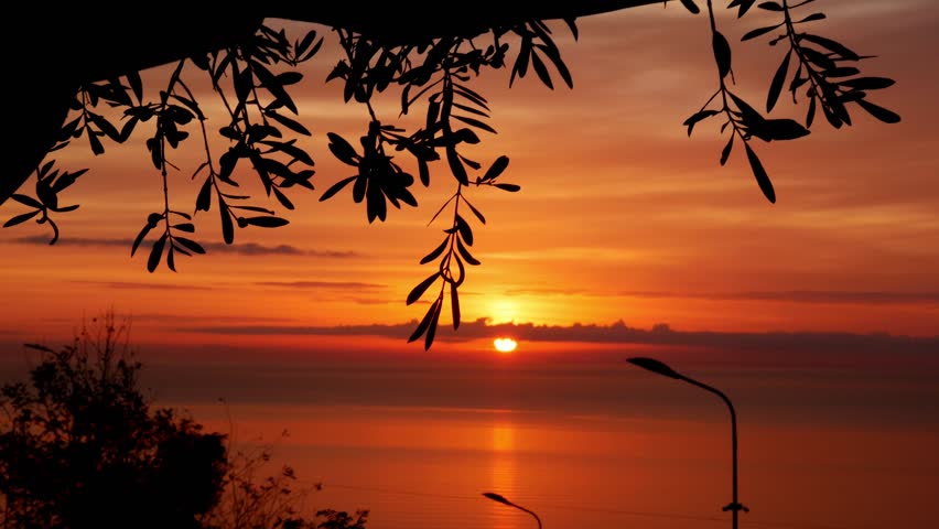 Golden sunset over olive trees – breathtaking views of the horizon in nature.