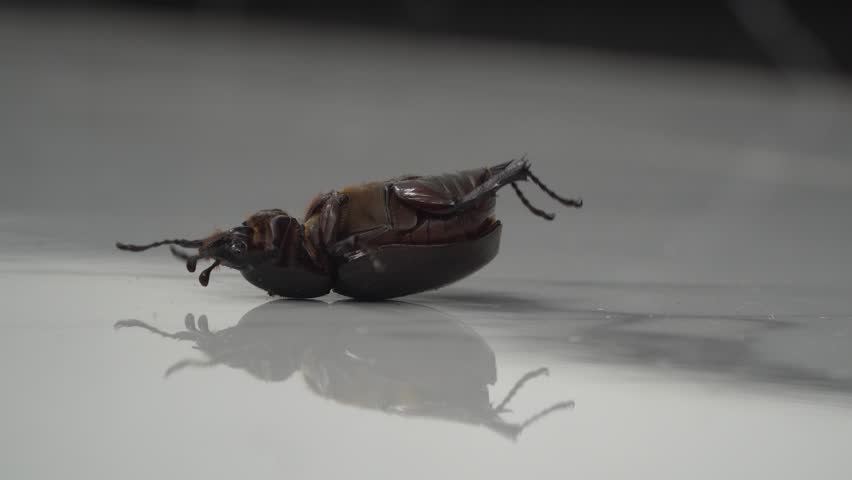 Macro Shot of a Beetle Lying on Its Back
