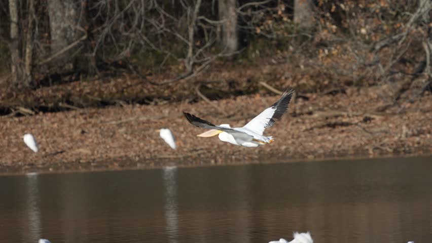 A white pelican flying over a pond