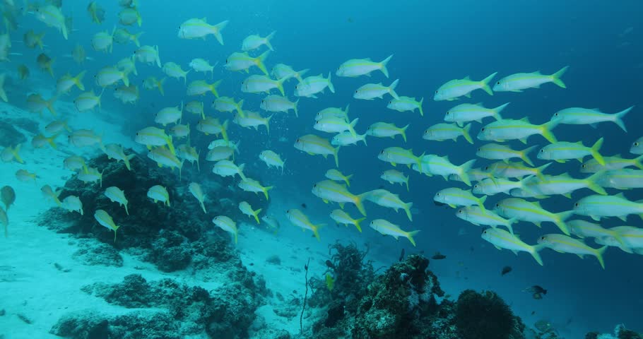 Underwater shot of Flock herd of dory snapper fish bait ball hiding from the shark. A fish swimming around coral reef. Seascape with schooling yellow Jack fish around corals of the Caribbean Sea