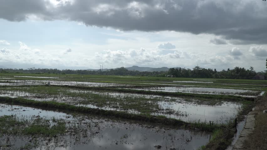 Muddy flooded rice fields under a dramatic cloudy sky, reflecting the grey atmosphere during the monsoon season in a rural village.