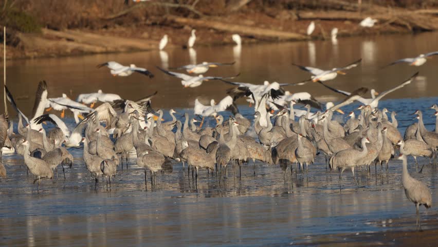 A flock of white pelicans flying away from sandhill cranes