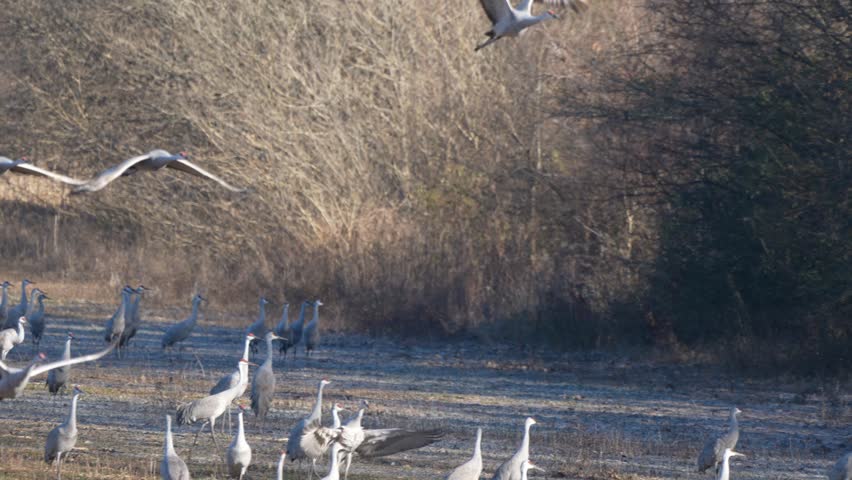 Sandhill cranes taking off from a field