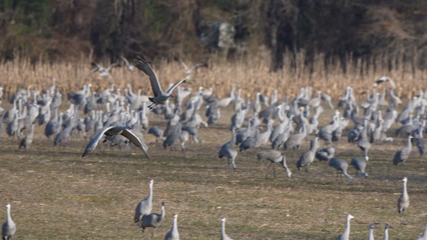 Sandhill cranes taking off from a field