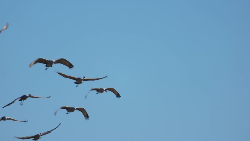 Sandhill cranes taking off from a field