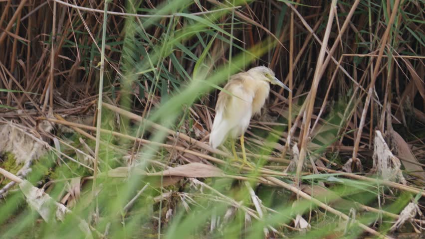 Purple heron standing in lakeside reeds and shrubs recorded in slow motion wildlife footage with clear detail and natural light.