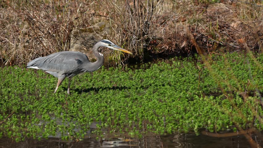 A great blue heron hunting for fish