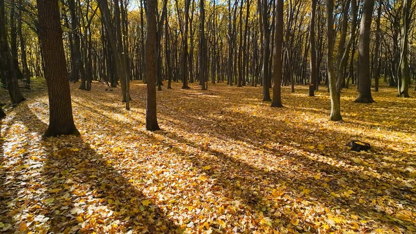 In an autumn deciduous forest with tall, slender trees, leaves slowly fall to the ground covered with fallen leaves.