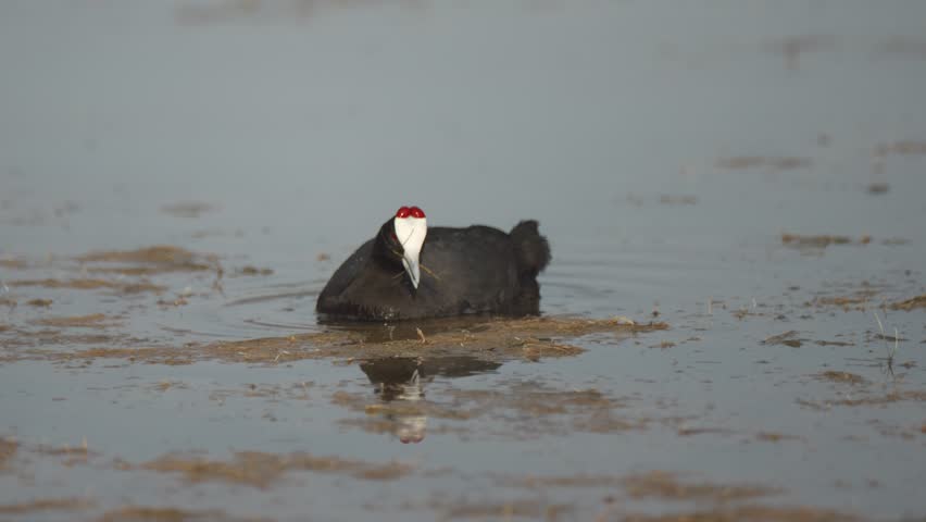 Crested coot walking and flying low over wetland water while feeding in a nature reserve recorded in slow motion at sunrise.