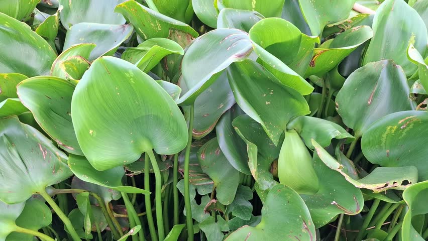 Green water hyacinth plants covering wetland field under cloudy sky