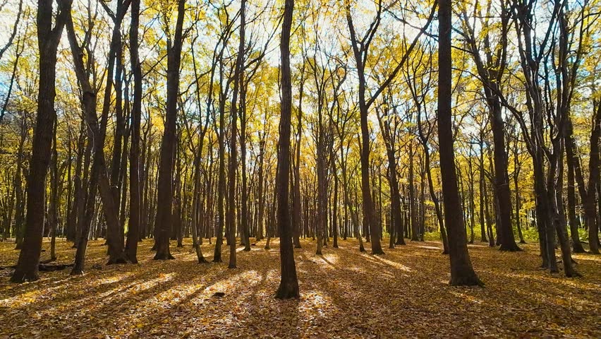 An autumn deciduous forest with fallen leaves on the ground on a sunny day. A walk in the forest.