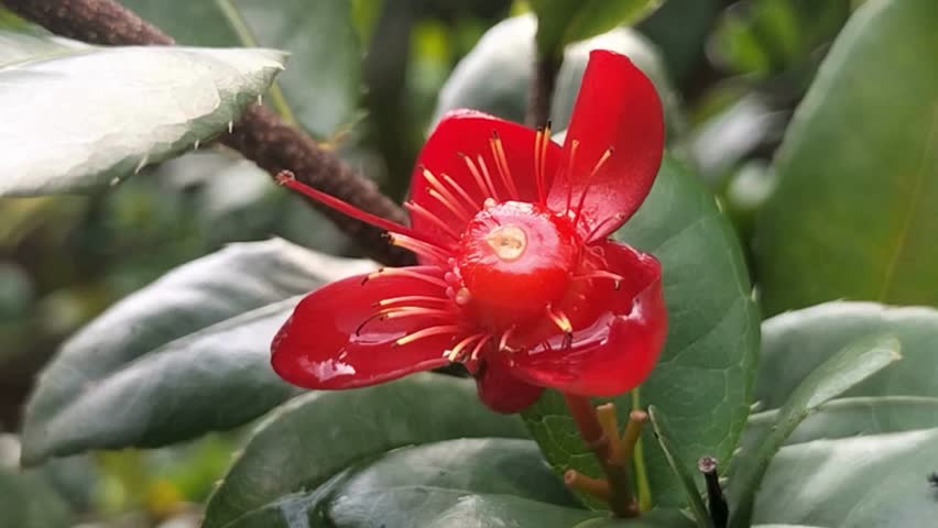 16 seconds video footage with 4k resolution of stunning red flowers surrounded by green leaves dancing in the breeze