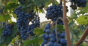Ripe blue grapes with sunbeams in the background, slider footage - Powered by Shutterstock - Get 15% off with code: PIKWIZARD15
