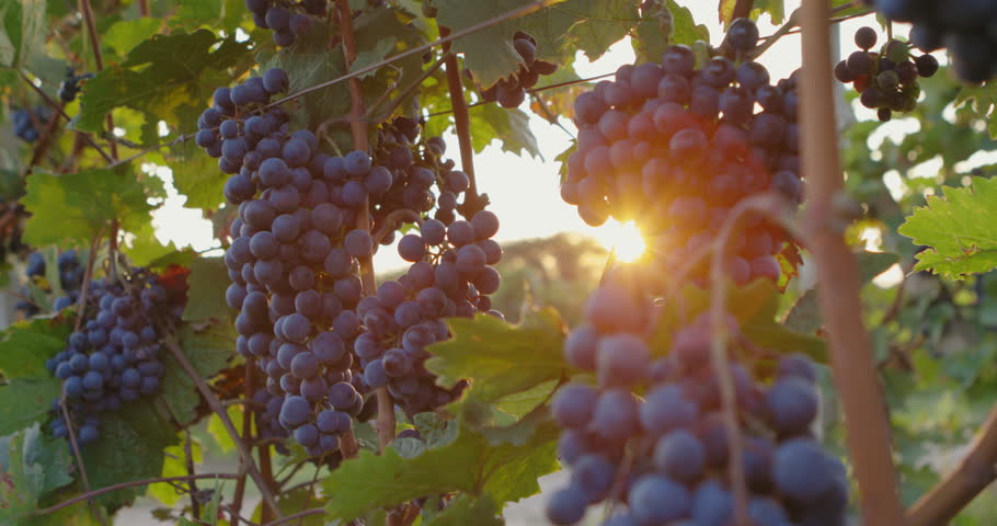 Ripe blue grapes with sunbeams in the background, slider footage
