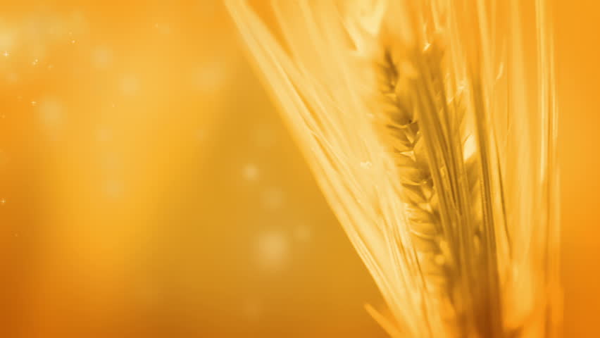 Orange background without focus. Wheat ear trembles in the wind. Abstract stars