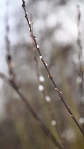 Pussy willow branches. Happy easter concept outdoor. Palm Sunday.