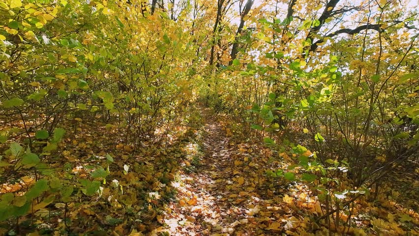 A path through a dense deciduous forest is covered with yellow maple leaves on a sunny day.