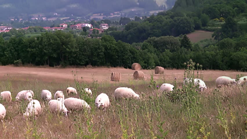 Italy. Tuscany. The hilly terrain. Bales of hay. Sheep eating grass in the
