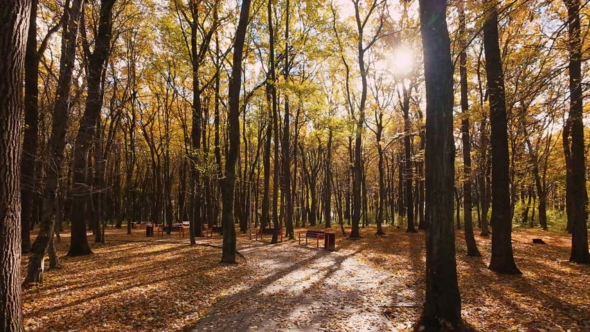 A beautiful park path, covered with tiles and autumn leaves. Wooden benches on a park path. An autumn deciduous forest with fallen leaves on the ground on a sunny day.