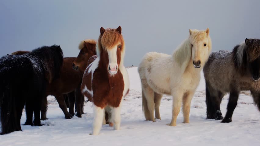 Icelandic horses with thick winter coats stand together as snow gently falls, capturing winter serenity, natural beauty, and northern wildlife charm in a snowy landscape.
