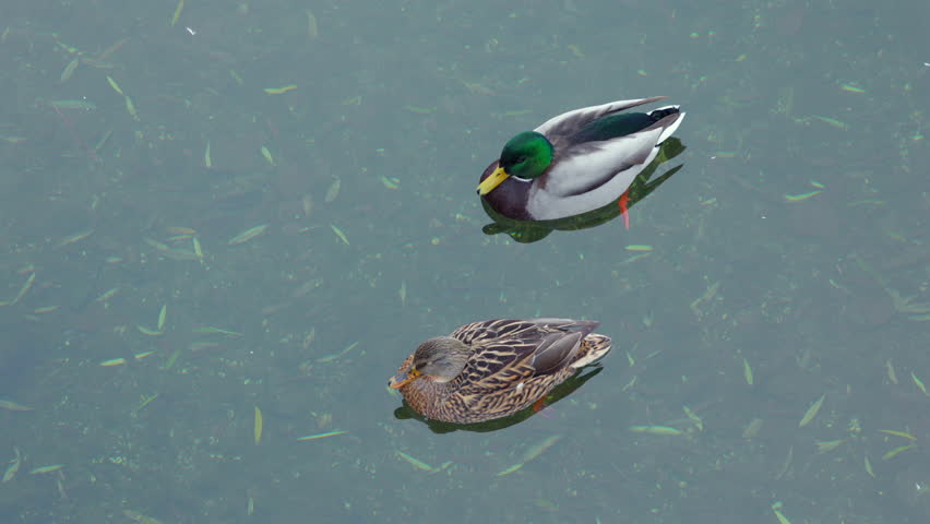 Two ducks swimming in a body of water. The male duck bows to the female duck and dances around her in a pond