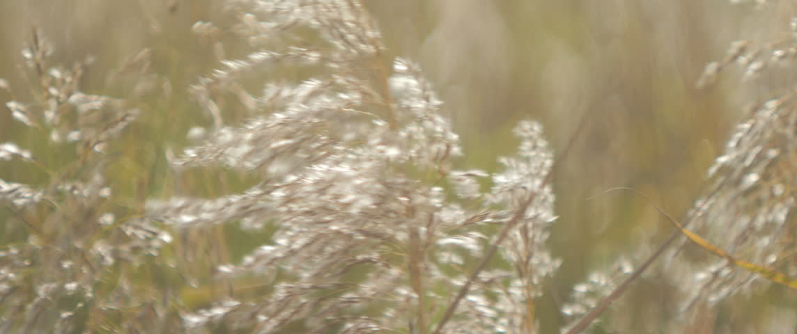 Common reed plant tassels on the wind 5.7K scope video
