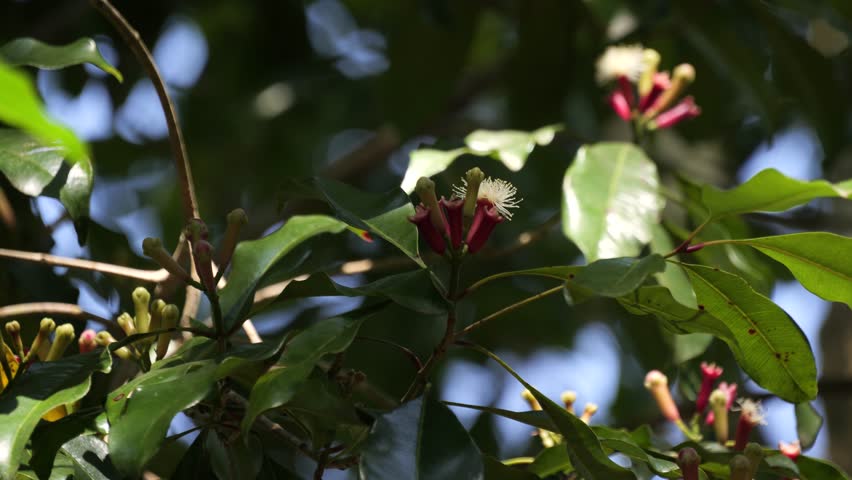 Clove Tree With Fresh Flower Buds In Sunlight