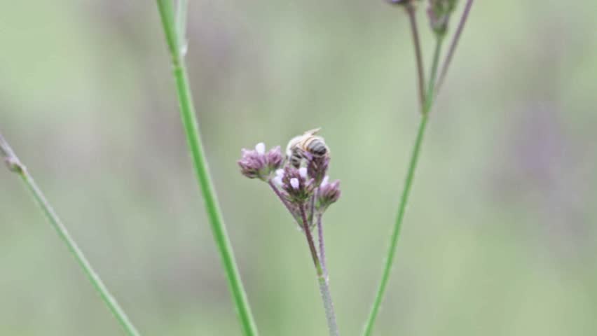 Bee collecting nectar on a purple wildflower