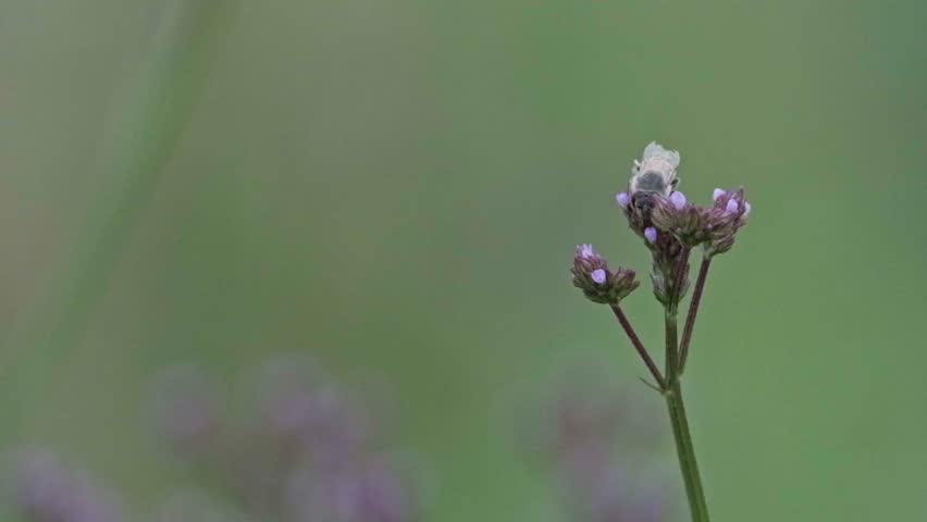 Bee collecting nectar on a purple wildflower