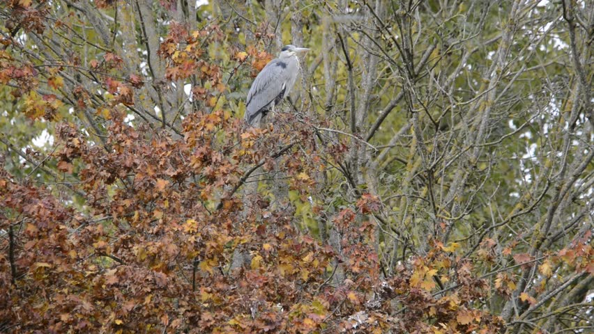 Grey heron perched on a tree branch during windy autumn weather, Ardea cinerea resting in a leafy tree with colorful fall foliage, wild bird in its natural habitat under overcast sky