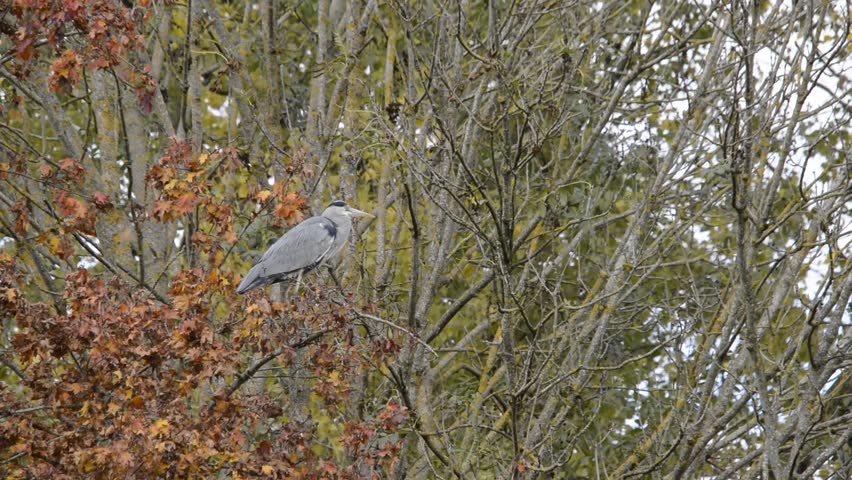 Grey heron perched on a tree branch during windy autumn weather, Ardea cinerea resting in a leafy tree with colorful fall foliage, wild bird in its natural habitat under overcast sky
