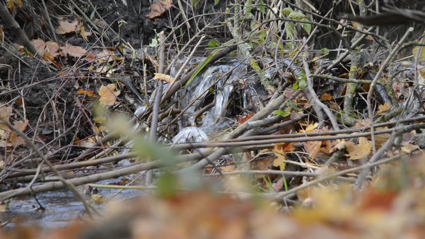 Serene small waterfall flowing through a natural beaver dam made of wooden branches and autumn leaves in a forest creek, peaceful nature scene