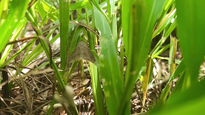 moths of Spodoptera sp (Lepidoptera: Noctuidae) attacking corn plantation on the field.