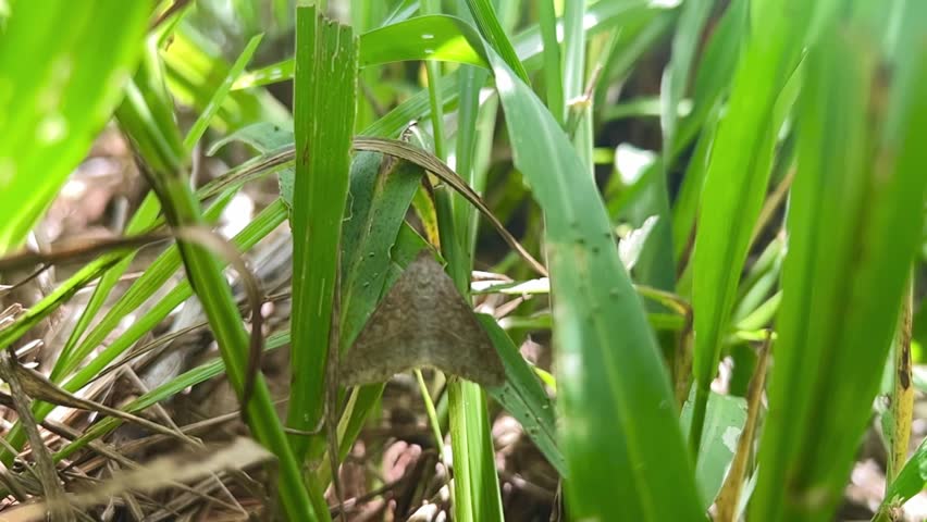 moths of Spodoptera sp (Lepidoptera: Noctuidae) attacking corn plantation on the field.
