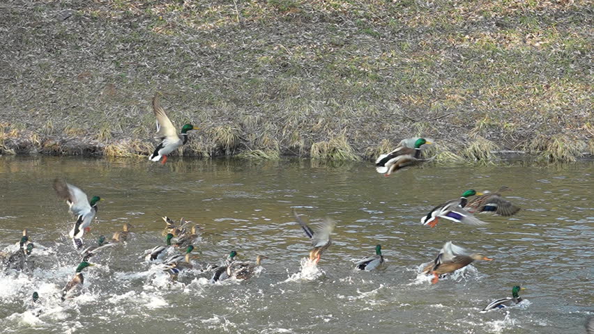 Ducks take off from the water and then land back, slow motion 240 fps video