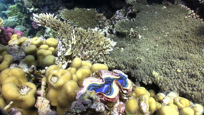 Colorful Sponge on Vibrant Coral Reef, static scene, Red sea