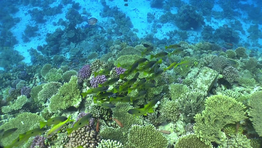Shoal of Yellow Fish on Coral Reef, Red sea