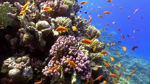 Colorful Fish on Vibrant Coral Reef, Red sea