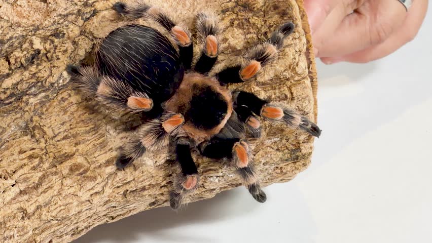 Mexican redknee tarantula slowly crawls along wooden log under bright studio lighting, macro closeup