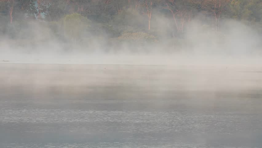  As a new day dawns, flocks of birds emerge to forage, flying over the mist-shrouded lake, amidst the hazy trees.