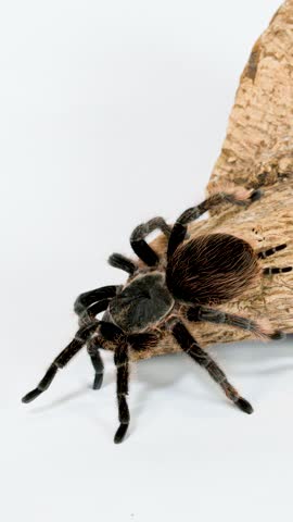 Hairy tarantula slowly walks along wooden log on white studio background, minimal camera movement