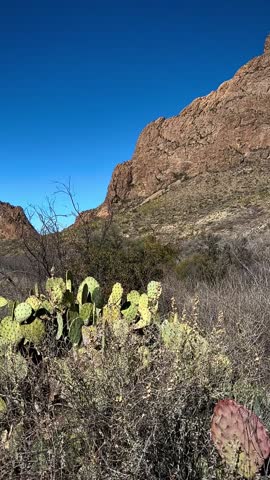 Beautiful Cacti and Red Mountains Along Wild West Trail (Big Bend National Park, Texas, USA)