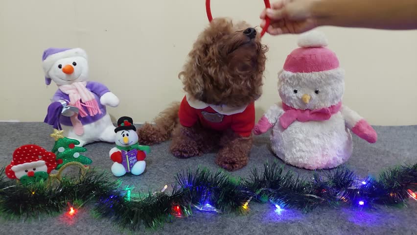 Funny moment when the deer headband that poodle dog was wearing accidentally fell off when the dog lowered its head. Festive christmas scene with red poodle. Adorable red miniature poodle wearing deer headband on carpet decorated with christmas ornaments and colorful twinkling lights.