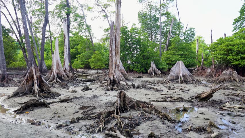 dry mangrove swamp with exposed roots and deforested shoreline