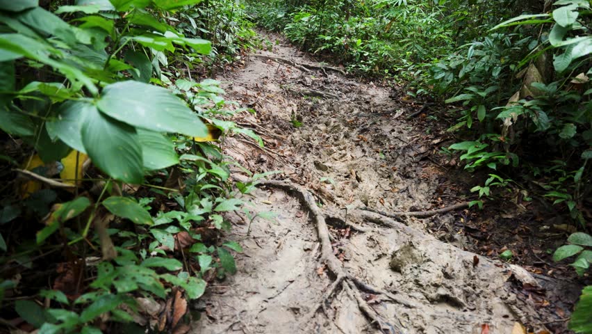 remote forest trail with thick greenery and muddy jungle floor