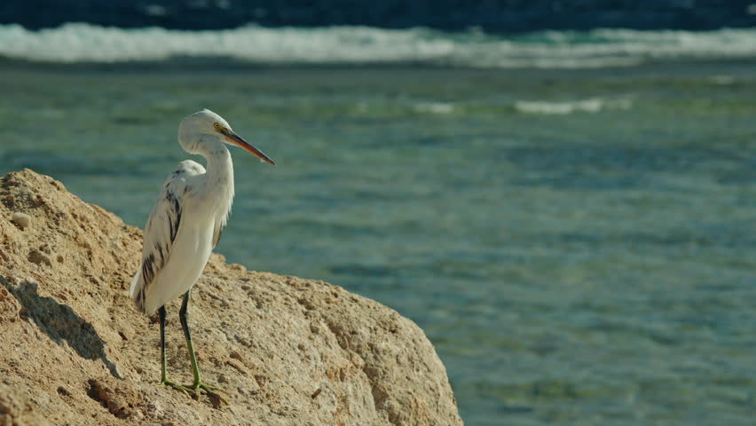 White egret standing on rocky seashore with turquoise Red Sea water in background, wildlife scene photographed in Egypt. High quality 4k footage